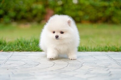 Щенки померанского шпица