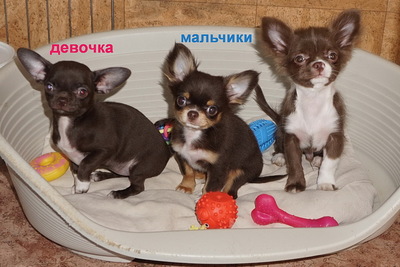 Девочка горький шоколад с насыщенным рыжим подпалом 3 мес , зубы 6х6,