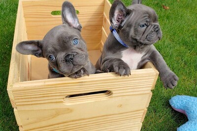 Щенки французского бульдога