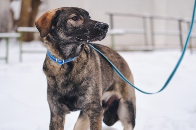 Собака в добрые руки