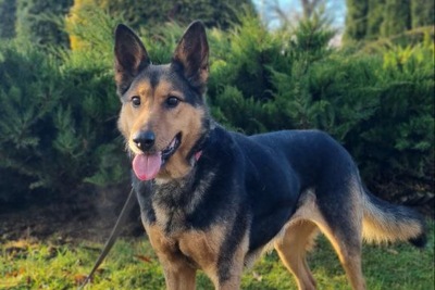 Собака в добрые руки