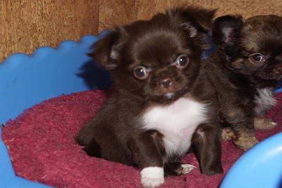 Породные чихуахуа девочки шоколадные гладкие есть пушистые .