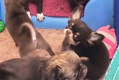 Породные чихуахуа девочки шоколадные гладкие есть пушистые .