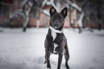 Черри, небольшая собака в дар