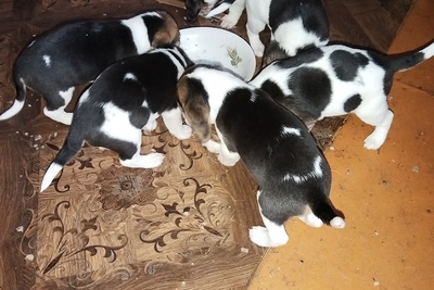 Щенки Эстонской гончей