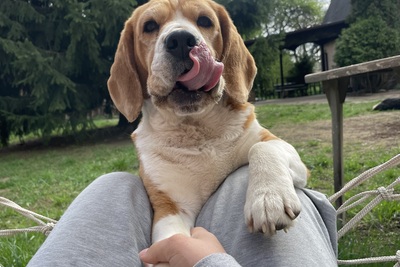 Титулованная девочка бигль