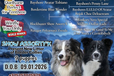 бордер колли