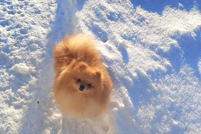 Мальчик померанского шпица