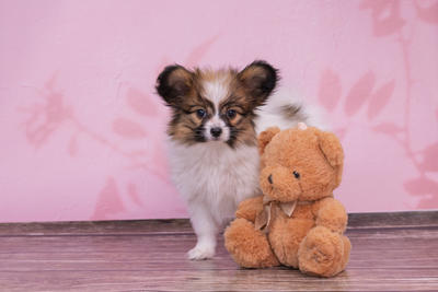 Щенки папильона