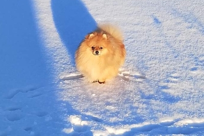 Мальчик померанского шпица