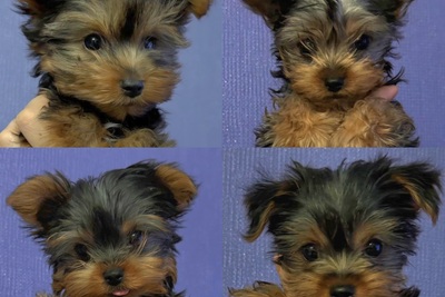 Йоркширский терьер мальчики