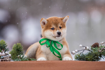 Сиба ину щенки для людей которые ценят качество