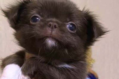 Девочки чихуахуа есть мальчики