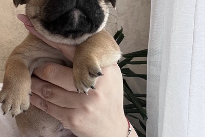 Щенок французского бульдога