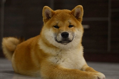 Шикарный мальчик сиба-ину