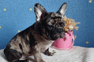 Французский бульдог мальчик