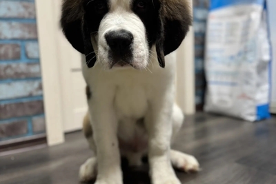 Щенки сенбернара