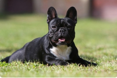 Продам мальчика французского бульдога