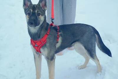 Щенок в дар!