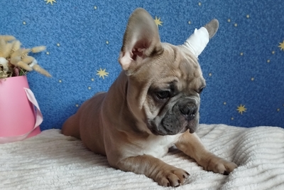 Мальчик французский бульдог