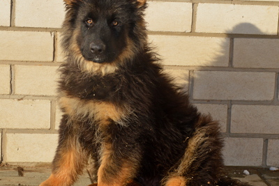 щенки немецкой овчарки длинношерстные