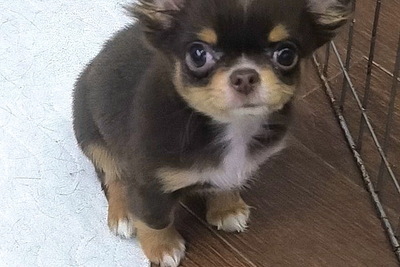 Чихуахуа девочки г/ш,д/ш. мальчики шоколадные.черный,белый Д/Ш г/ш