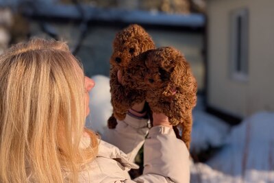 Пудель. Щенки той пуделя с родословной.