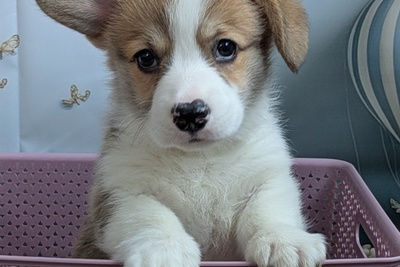 Корги мальчик