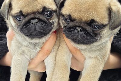 Щенок мопса (мальчик, девочка)