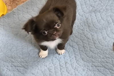 Чихуахуа шоколадная девочка стандарт .без брака .