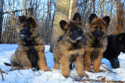 Зонарные щенки немецкой овчарки