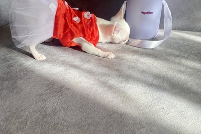 Чихуахуа девочка белая гладкошерстная красавица