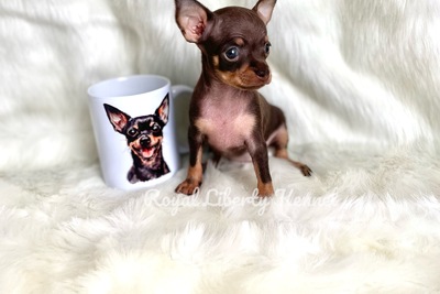 Той-терьер щенки