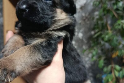 Щенки немецкой овчарки