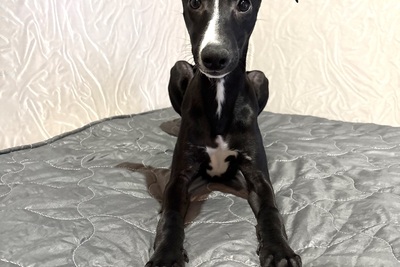 Красивый щенок малой английской борзой