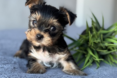 Йоркширский терьер