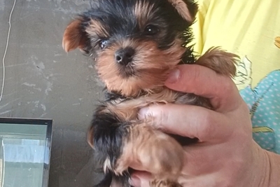 Йоркширский терьер