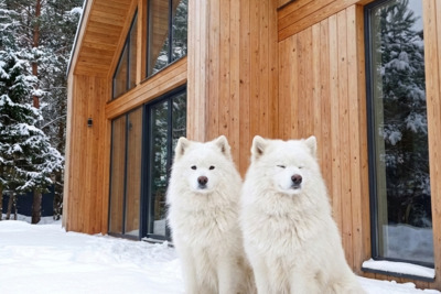 Щенки лайки/самоеда