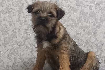 Бордер терьера щенки