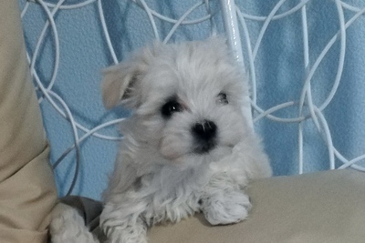 Щенок Мальтипу ф1 мальчик