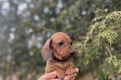 Щенок таксы миниатюрной