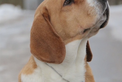 Питомник ищет семью для девочки бигль