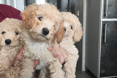 щенки той пуделя