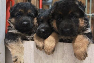 Чистокровные щенки немецкой овчарки
