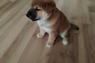 Продажа щенка сиба ину