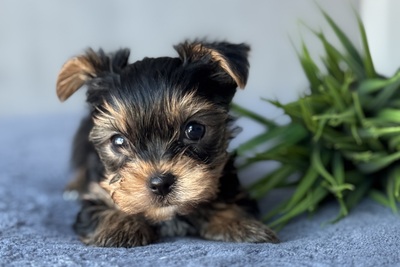 Йоркширский терьер