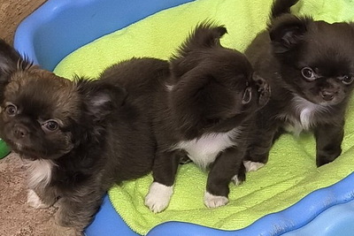 Чихуахуа девочка  шоколадная