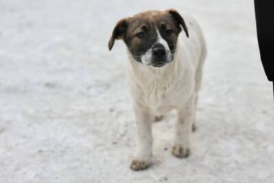 Щенок срочно ищет дом!