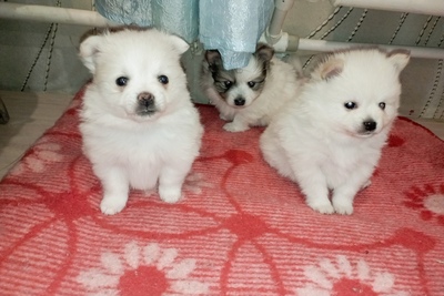 Померанский шпиц