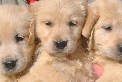 Золотистый ретривер мальчики